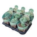 Myrtillocactus geometrizans christat - Heidelbeer-Kaktus - Rarität -14cm Topf - 30cm