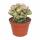 Myrtillocactus geometrizans christat - Heidelbeer-Kaktus - Rarität -14cm Topf - 30cm