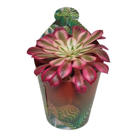 Aeonium "Mardi Gras" - Plante grasse en rosette - Rareté - 6,5cm pot - 15cm de haut
