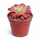 Aeonium "Mardi Gras" - Rosetten-Dickblatt -...