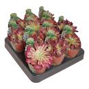 Aeonium "Mardi Gras" - Plante grasse en rosette - Rareté - 6,5cm pot - 15cm de haut