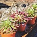 Aeonium "Mardi Gras" - Plante grasse en rosette - Rareté - 6,5cm pot - 15cm de haut