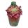 Aeonium "Mardi Gras" - Plante grasse en rosette - Rareté - 6,5cm pot - 15cm de haut