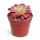Aeonium "Mardi Gras" - Plante grasse en rosette - Rareté - 6,5cm pot - 15cm de haut