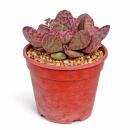 Kalanchoe Zebra - seltenes Dickblattgewächs -...