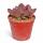 Kalanchoe Zebra - plante grasse rare - rareté - pot de 6,5 cm - 15 cm de haut
