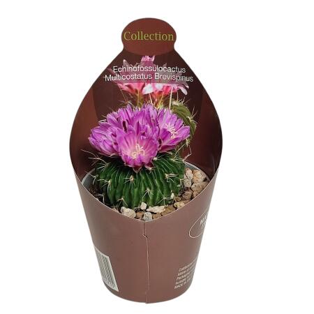 Echinofossulocactus mult. brevispinus - cactus boule rare - rareté - pot de 6,5 cm - 15 cm de haut