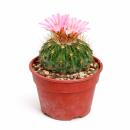 Echinofossulocactus mult. brevispinus - seltener...