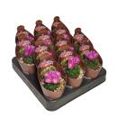 Echinofossulocactus mult. brevispinus - cactus boule rare - rareté - pot de 6,5 cm - 15 cm de haut