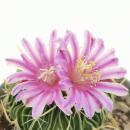 Echinofossulocactus mult. brevispinus - cactus boule rare - rareté - pot de 6,5 cm - 15 cm de haut