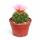 Echinofossulocactus mult. brevispinus - cactus boule rare - rareté - pot de 6,5 cm - 15 cm de haut