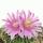 Echinofossulocactus mult. brevispinus - cactus boule rare - rareté - pot de 6,5 cm - 15 cm de haut