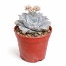 Echeveria "Ballet Dancer" - Echeverie rare -...