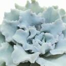 Echeveria "Ballet Dancer" - rare Echeveria - rarity - 6.5cm pot - 15cm tall