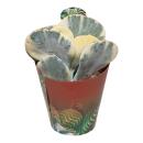 Cotyledeon orbiculata undulata variegata - seltene...