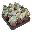 Cotyledeon orbiculata undulata variegata - seltene...