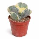 Cotyledeon orbiculata undulata variegata - seltene Sukkulente - Rarität - 6,5cm Topf - 15cm hoch
