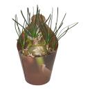Albuca hummilis - seltenes Zwiebelgewächs -...