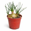 Albuca hummilis - seltenes Zwiebelgewächs -...