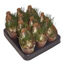 Albuca hummilis - plante bulbeuse rare - rareté - pot de 6,5cm - 15cm de haut