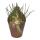 Albuca hummilis - plante bulbeuse rare - rareté - pot de 6,5cm - 15cm de haut