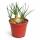 Albuca hummilis - plante bulbeuse rare - rareté - pot de 6,5cm - 15cm de haut