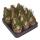 Albuca hummilis - plante bulbeuse rare - rareté - pot de 6,5cm - 15cm de haut