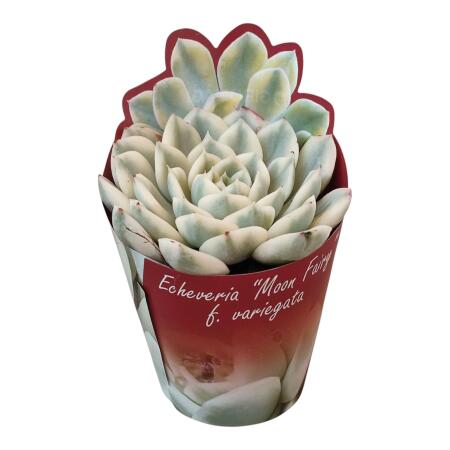 Echeveria "Moon Fairy" variegata - seltene Echeverie - Rarität - 6,5cm Topf - 15cm hoch