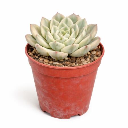 Echeveria 
