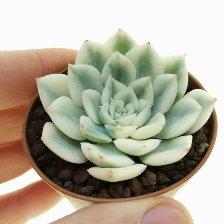 Echeveria 