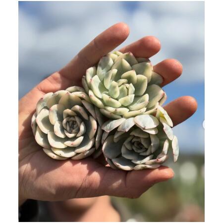 Echeveria 