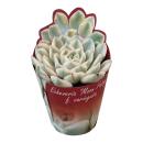 Echeveria "Moon Fairy" variegata - seltene...
