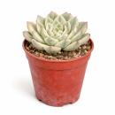Echeveria "Moon Fairy" variegata - seltene...