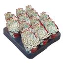 Echeveria "Moon Fairy" variegata - seltene Echeverie - Rarität - 6,5cm Topf - 15cm hoch