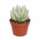 Senecio scaposus compactum - Silberbaum - Rarität -...