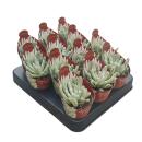 Senecio scaposus compactum - Silver Tree - Rarity - 6.5cm Pot - 15cm tall