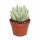 Senecio scaposus compactum - Silver Tree - Rarity - 6.5cm Pot - 15cm tall
