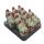 Senecio scaposus compactum - Silver Tree - Rarity - 6.5cm Pot - 15cm tall