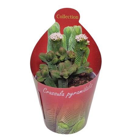 Crassula pyramidalis - Plante grasse en forme de pagode - Rareté - 6,5cm de pot - 15cm de haut