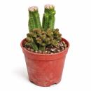 Crassula pyramidalis - Plante grasse en forme de pagode -...