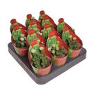 Crassula pyramidalis - Plante grasse en forme de pagode - Rareté - 6,5cm de pot - 15cm de haut