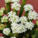 Crassula pyramidalis - Plante grasse en forme de pagode - Rareté - 6,5cm de pot - 15cm de haut