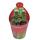 Crassula pyramidalis - Plante grasse en forme de pagode - Rareté - 6,5cm de pot - 15cm de haut