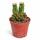 Crassula pyramidalis - Plante grasse en forme de pagode - Rareté - 6,5cm de pot - 15cm de haut