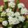 Crassula pyramidalis - Plante grasse en forme de pagode - Rareté - 6,5cm de pot - 15cm de haut