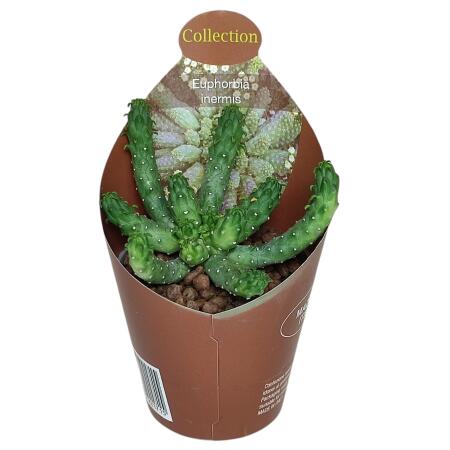 Euphorbia inermis - plante de la famille des euphorbes rare - rareté - pot de 6,5 cm - 15 cm de haut