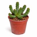 Euphorbia inermis - plante de la famille des euphorbes...