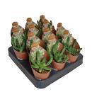 Euphorbia inermis - plante de la famille des euphorbes rare - rareté - pot de 6,5 cm - 15 cm de haut