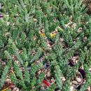 Euphorbia inermis - plante de la famille des euphorbes rare - rareté - pot de 6,5 cm - 15 cm de haut