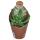 Euphorbia inermis - plante de la famille des euphorbes rare - rareté - pot de 6,5 cm - 15 cm de haut